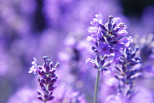 Close Up Shot Of Lavender Flowers