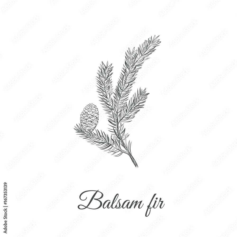 Balsamic fir sketch hand drawing. Fir balsamic (Abies balsamea) vector illustration - obrazy, fototapety, plakaty 