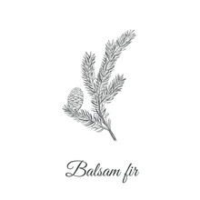 Balsamic Fir Sketch Hand Drawing. Fir Balsamic (Abies Balsamea) Vector Illustration
