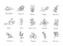 Herbs And Spices Set. Collection Of Design Sketch Plants For The Production Of Aromatherapy, Fragrances And Essential Oils, Tea, Etc .. Vector Illustration.