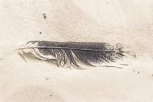 Dark Bird Feather On Sand