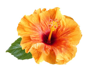 Wall Mural - orange hibiscus flower isolated