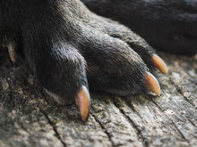 Paw Of A Dog. Black Fur, Long Claws