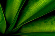 Green leaves of Crinum, Green leaf Background, Focus on center leaflet