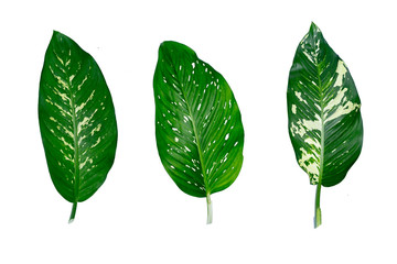 Wall Mural - Dumb Cane, Dieffenbachia, Green Leaves Isolated on White Background