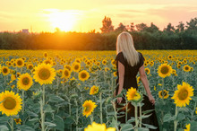 Beautiful Young Blonde Model In Black Dress On A Field Of Sunflowers