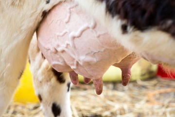 Brown and white cow, race Normande, France