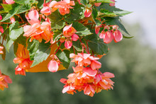 Orange Garland Begonia Flower