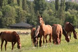 Fototapeta Konie - Horses on a background of trees
