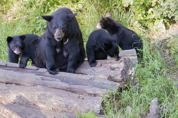 Poster - Mamma Bear and  cubs