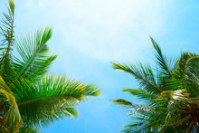 Coconut Tree On The Sky Background