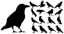 Vector, Isolated Silhouette Of Crows, Crow, Bird, Set