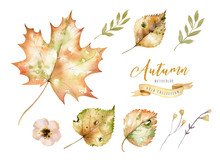 Set Of Red And Yellow Autumn Watercolor Leaves And Berries, Hand Drawn Design Foliage Elements Decoration.