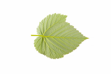 Wall Mural - Raspberry leaves on white background