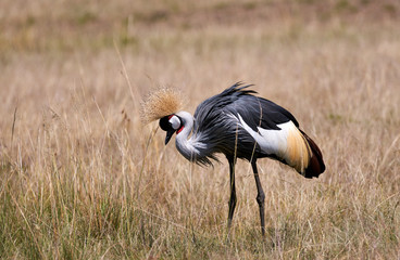 Wall Mural - Grey crowned crane