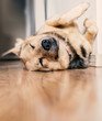Mixed breed dog sleeping on its back on hardwood floors