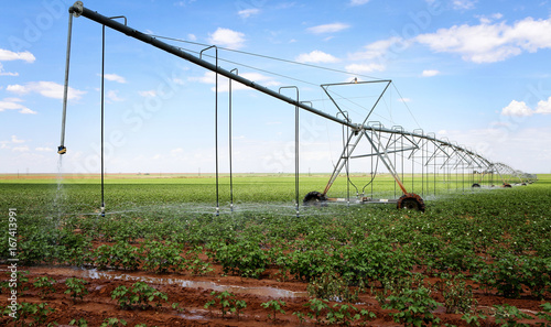 Cuadros en Lienzo A cotton field irrigated with center pivot automated sprinkler system