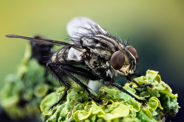 Macro Focus Stacking - Common Flesh-fly, Flesh Fly, Fly, Flies