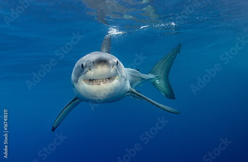 Great white shark underwater view, Guadalupe island, Mexico. Poster Mural XXL