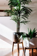 © Jodie Johnson - Pair of indoor plants in ceramic pots on wooden stands