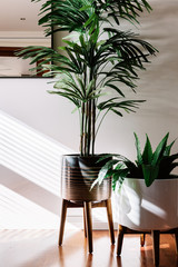 Pair of indoor plants in ceramic pots on wooden stands