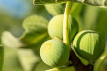 A Branch Of Green Figs At Sunshine, Crete, Greece.