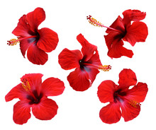 Red Hibiscus Flowers. Isolated.