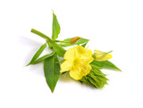 Fototapeta  - Oenothera. Common names include evening primrose, suncups, and sundrops.
