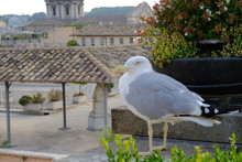 Seagull On Roof With Rome City Centre As Background