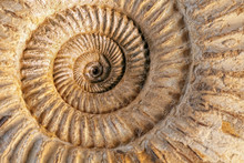 Ammonite Closeup