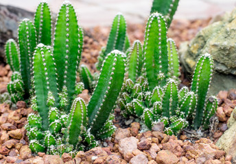 The group of fresh green tiny cactus on the sandy land in the desert of the sunny day. 