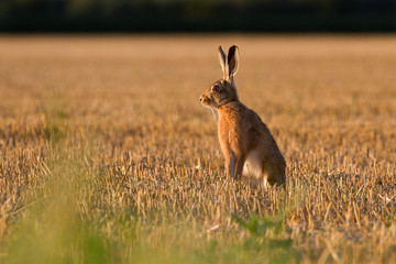 European Brown Hare (Lepus Europaeus) on farmland