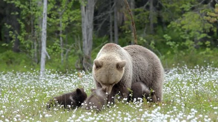 Wall Mural - Brown bear mother with three cubs in the middle of the cotton grass in a Finnish bog