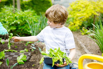 Wall Mural - Cute little preschool kid boy and mother planting green salad in spring