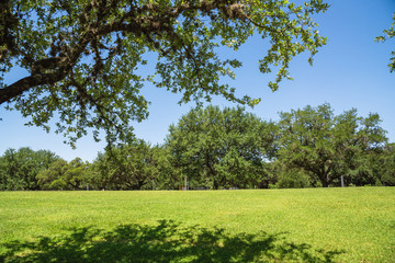 Wall Mural - Green city park in midtown area of Houston at daytime during spring season. Row of huge oak trees, grassy lawn, pathway with clear blue sky. Urban recreation and outdoor activities background.