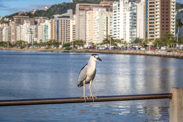 Wall Mural - Black-crowned Night Heron and city view - Florianopolis, Santa Catarina, Brazil