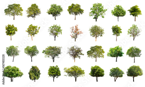 Fotomural Collection of Tree isolated on a white background, Can be used for part assembly to your designs or images