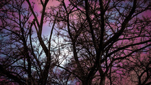 Leafless Tree Crown Silhouette And Its Tilted Branches In Very Dark Night, Below Perspective, Full Moon But Cloudy Purple Sky, Spooky Forest
