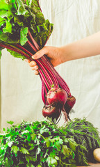 Wall Mural - Raw organic beetroot with leaves in a hand. Autumn vegetable.Toning.