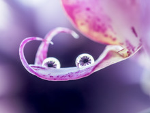 Purple Flower Through A Drop Of Water. Macro. Smile