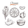 Orange. Vector collection in sketch style. Isolated objects. Natural herbs and flowers. Beauty and Ayurveda. Organic cosmetics