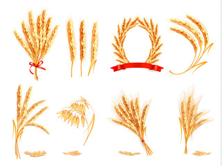 Ears of wheat, oat, rye and barley. Vector illustration.