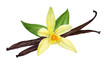 Vanilla pods with flower and leaves. Vanilla sticks. Watercolor hand-drawn illustration.