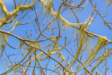 Tree Branches Detail View