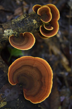 Tree-growing Fungi, In The Lowland Rainforest, Kumawa Peninsula, Mainland New Guinea, Western Papua, Indonesian Controlled New Guinea, On The Science Et Images "Expedition Papua, In The Footsteps Of Wallace”, By Iris Foundation