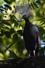 Western Crowned Pigeon, (Goura Cristata), Aiduma Island, Triton Bay, Near Mainland New Guinea, Western Papua, Indonesian Controlled New Guinea, On The Science Et Images "Expedition Papua, In The Footsteps Of Wallace”, By Iris Foundation