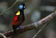 Wilson's Bird-of-paradise (Cicinnurus Respublica), Waigeo, Raja Ampat, Western Papua, Indonesian Controlled New Guinea, On Then Science Et Images "Expedition Papua, In The Footsteps Of Wallace”, By Iris Foundation