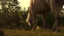 The White Horse Grazes On The Sunset. Slow Motion