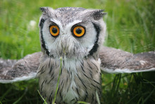 Southern White Faced Scops Owl