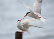 Common tern ritual feeding in the air